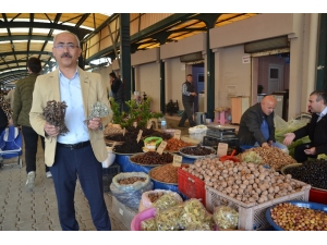 Korana Virüsü Salgınına Karşı Virüs Savar Bitkiler