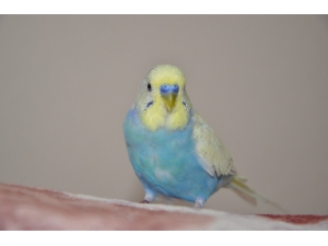 Fanatik Beşiktaşlı Muhabbet Kuşu Evin Maskotu Oldu