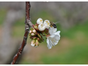Kuzey Yarım Kürenin İlk Kirazları Çiçek Açtı