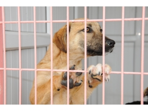 Köpeklerde Gençlik Hastalığına Dikkat