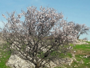 Silvan’da Badem Ağaçları Çiçek Açtı