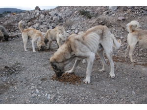 Zile’de Sokak Hayvanları Ölüme Terk Edildi