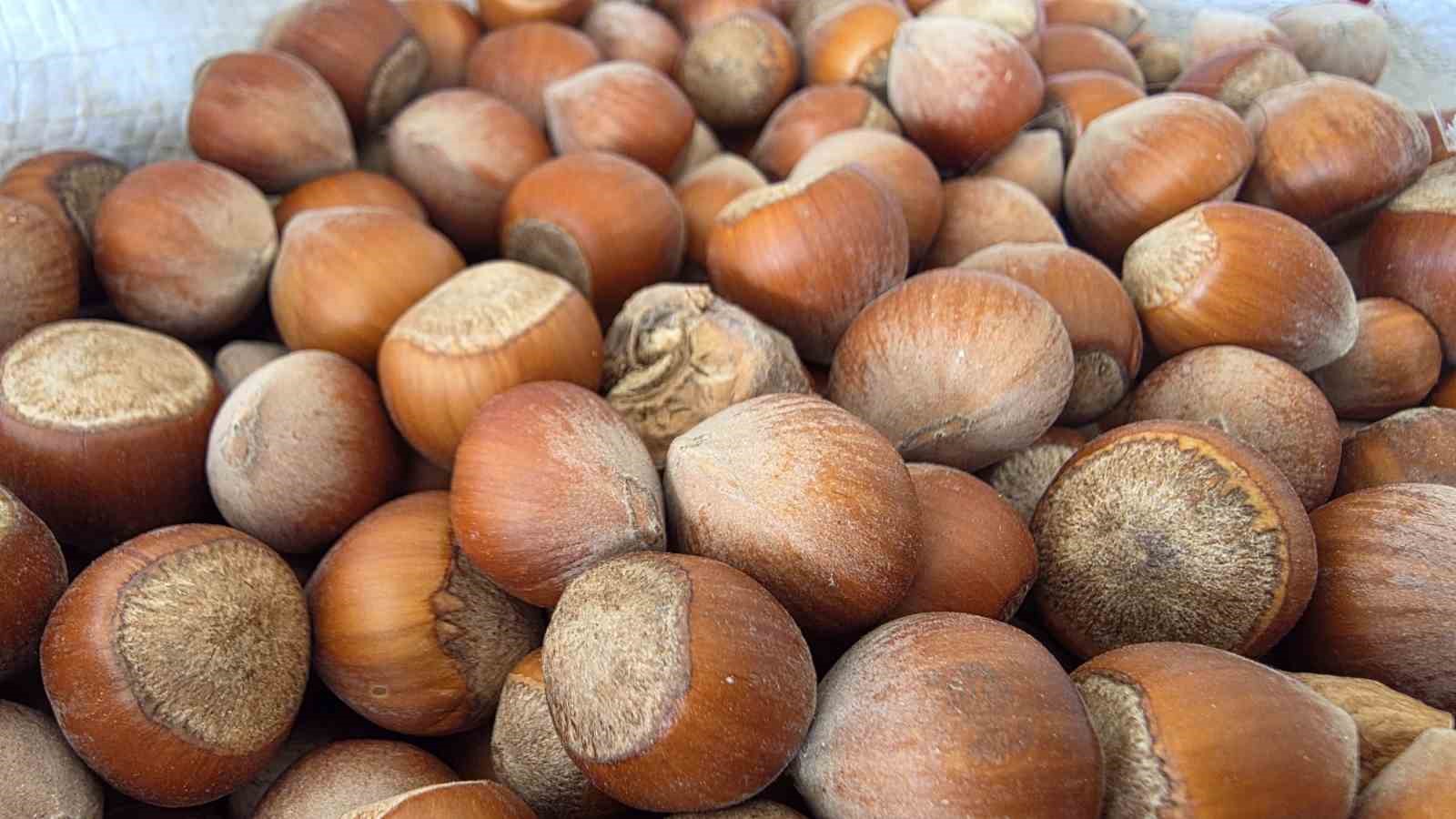duzce-den-ab-ulkelerine-6-bin-667-ton-findik-ihrac-edildi