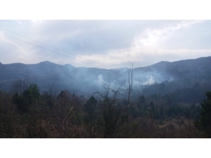 Türkeli’de Orman Yangını