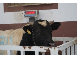 15 Kilo Doğan Prematüre Buzağı, 14 Ayda 395 Kiloya Ulaştı