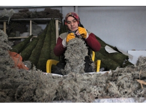 Orman Çöplerini Dekoratif Ürün Yapıp Dünyaya İhraç Ediyorlar