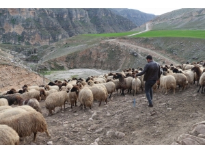 Göçerlerin Zorlu Yaşamı