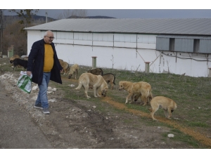 Tavşanlı’da Sokak Köpeklerini Kısırlaştırma Alanı Yapılıyor