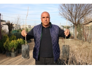 Antep Fıstığı Savaşı Kızıştı