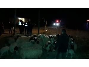 Konya’da Kayıp Koyunları Jandarma Bulup Sahibine Teslim Etti