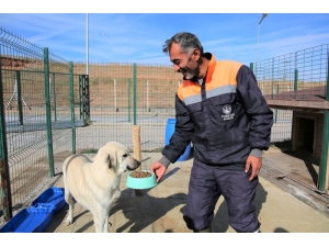 Koronavirüs’e Karşı Hayvan Barınağı Ziyaretlere Kapatıldı