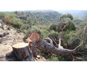 Ağaç Katliamını Yalnız Yapmamış