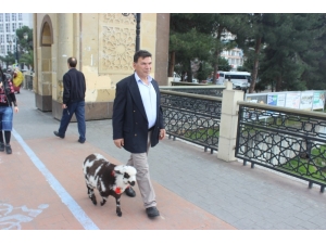 Çarşamba’nın Göz Bebeği Kuzu “Kibrit”