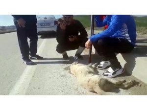 Çanakkale Yolunda Araba Çarpan Köpeğin Yardımına Yürüyenler Yetişti