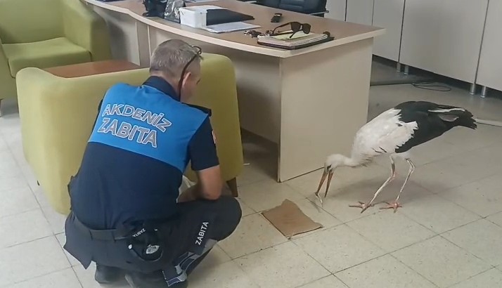 mersin-de-yarali-halde-bulunan-leylek-koruma-altina-alindi