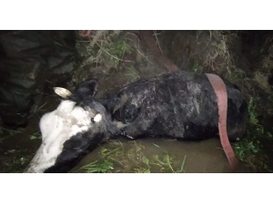 Çamura Saplanan İki İneği İtfaiye Kurtardı