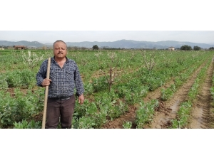 Taze Baklanın Hasadı Gecikti, Nisan Ayında Sofralarda