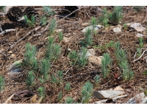 Yanan Orman Alanları Yeniden Yeşeriyor
