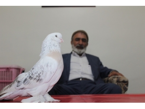 Lüks Ev Fiyatına Güvercin