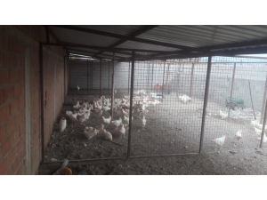 Kamyonetle Canlı Tavuk Satan Şahsa 10 Bin Tl Para Cezası Kesildi