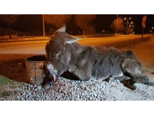 Aracıyla Çarpıp Kaçtığı Eşeği Ölüme Terk Etti