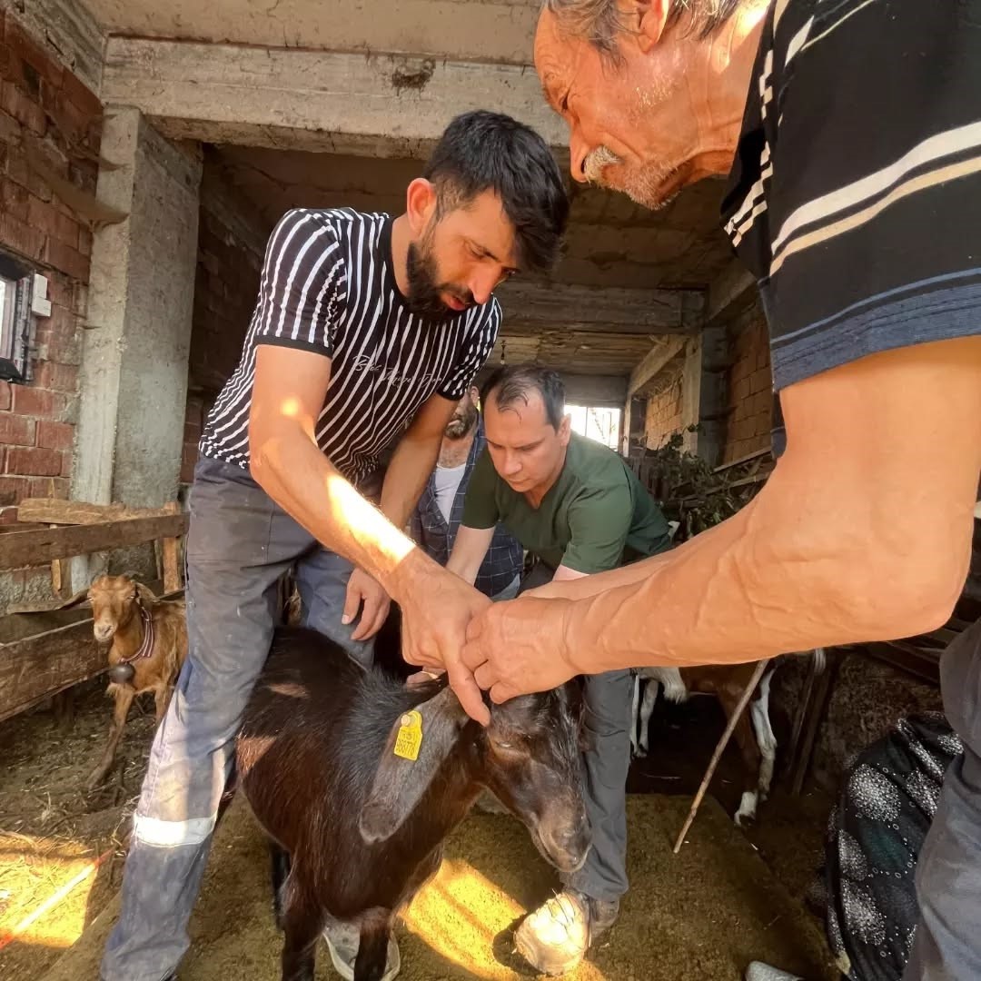 duzce-de-kucukbas-hayvanlara-asilama-ve-kupeleme