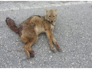 Adıyaman’da Tilkiye Otomobil Çarptı