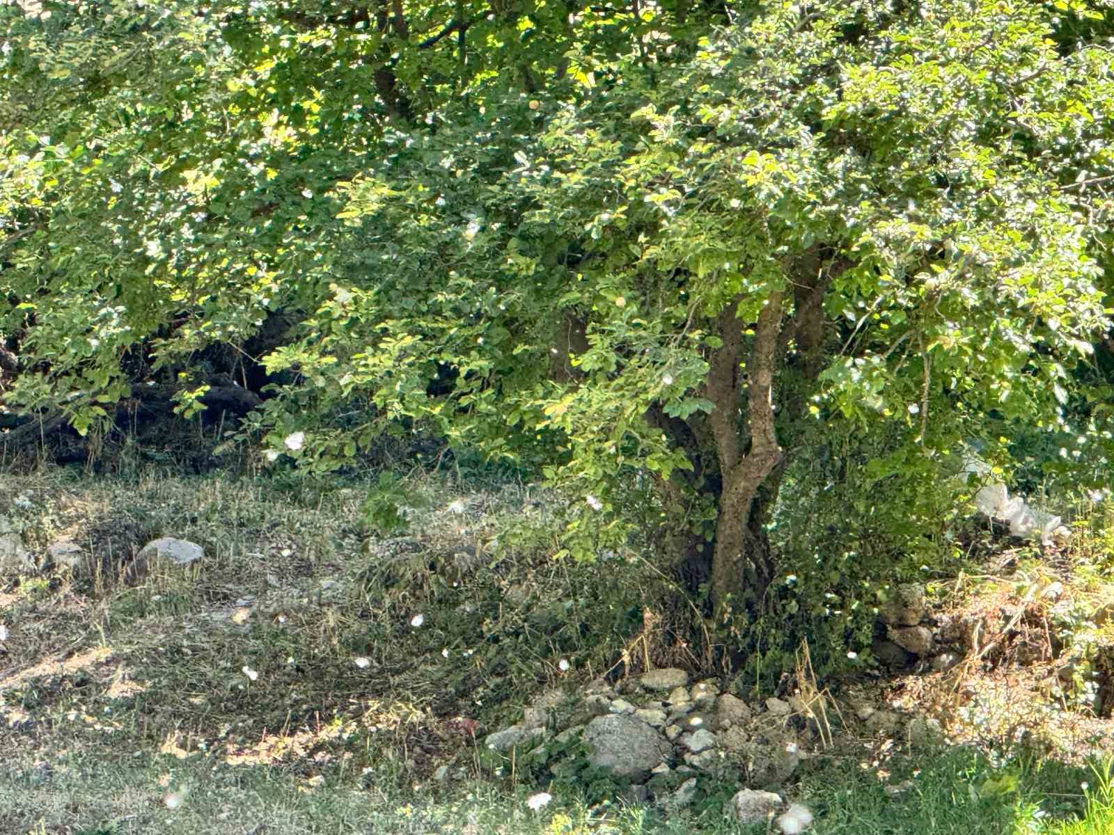 polenler-koyu-beyaz-ortuyle-kapladi