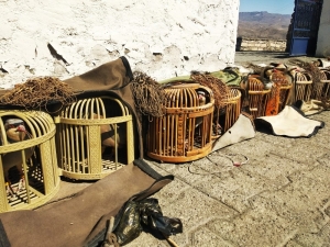 Kağızman’da Kaçak Avcılar Suçüstü Yakalandı