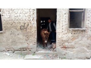 Metruk Evde Ölüme Terk Edilen Eşeği Belediye Ekipleri Kurtardı