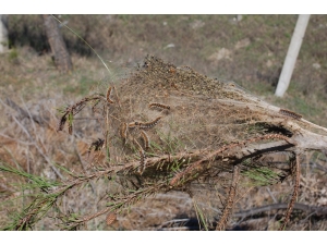 Çam Kese Kurtları Ağaçlara Zarar Veriyor