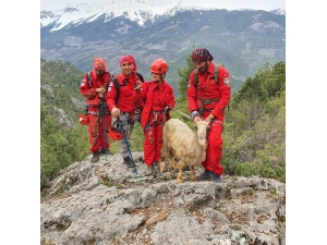 Mağarada Mahsur Kalan Keçiyi Akut Kurtardı