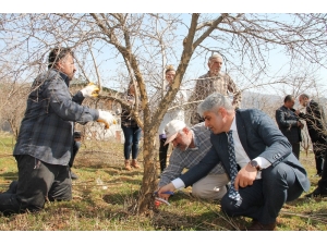 Bitlis Ekonomisine Katkı Sunan Nar Ağacının Budamasına Başlanıldı