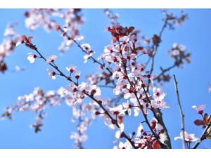 Bursa’da Erik Ve Bademler Çiçek Açtı