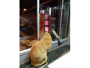 Ağrı’da Tavuk Dönere Bakan Aç Kedi Yürekleri Sızlattı