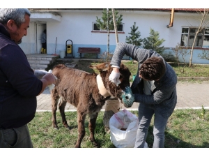 Sürücünün Ölüme Terk Ettiği Eşek Tedavi Altına Alındı