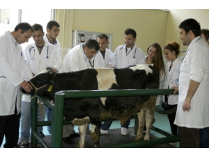 Buü Hayvan Hastanesi Hizmet Saatlerine Virüs Düzenlemesi