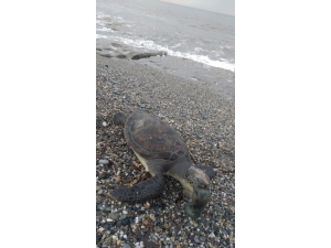 Antalya’da Caretta Caretta Ölüsü Sahile Vurdu