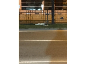 Yaralı Köpeğe Hızlı Müdahale