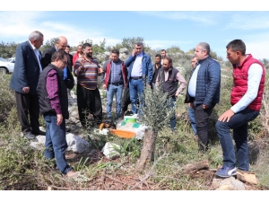 Erdemli’de Yabani Zeytinler Aşılanıyor