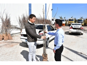 İnönü’de 4 Bin Ceviz Fidanı Toprakla Buluşacak