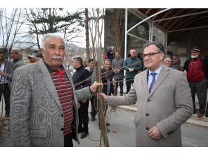 Hacılar Belediyesi’nden Meyve Fidanı Dağıtımı