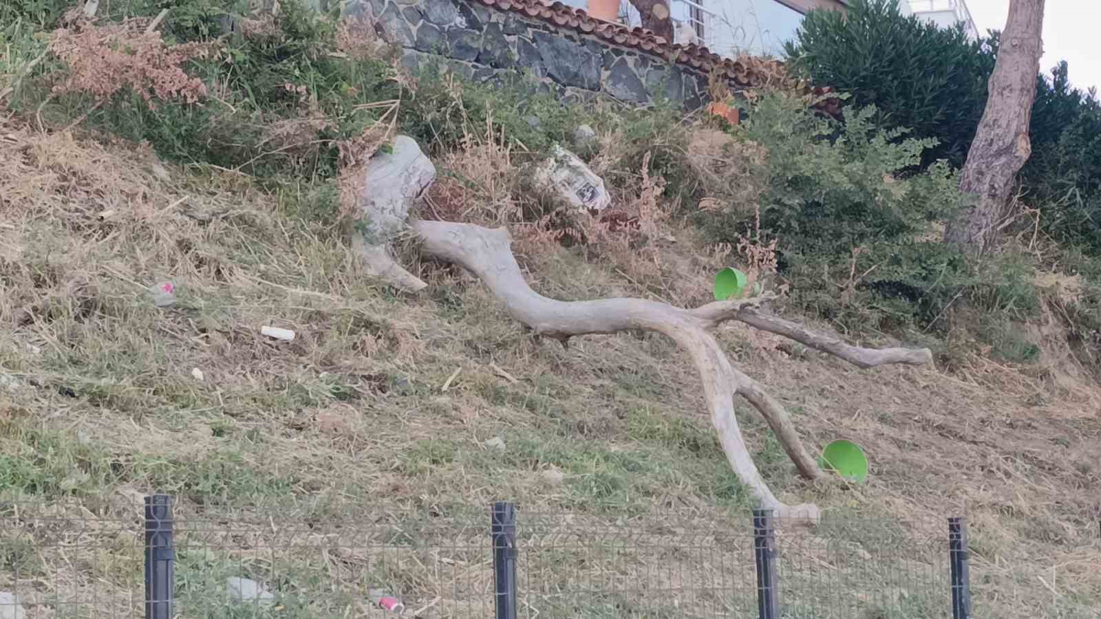 tekirdag-da-poyraz-agaclari-devirdi