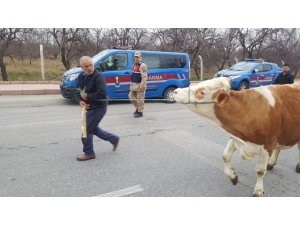 Hırsızlık, 258 Saatlik Kamera Görüntüsü İle Çözüldü