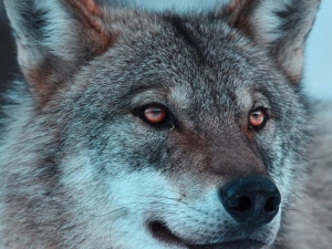 Yaban Hayatında Kurtlarla Yan Yana Bir Genç