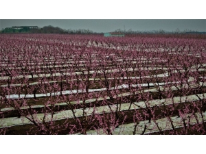 Ağaçlar Çiçek Açtı, Şehir Pembeye Boyandı