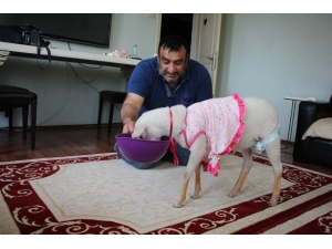 Kurbanlık Olarak Aldıkları Kuzu Evlatları Gibi Oldu