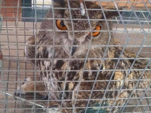 Yaralı Puhu Kuşu Tedavi Altına Alındı