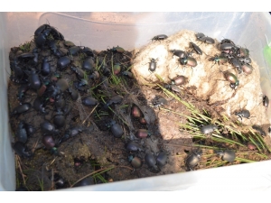 Ormanlar ‘Terminatörlere’ Emanet