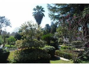 Türkiye’nin İlk Polen Alerji Bülteni İzmir’de